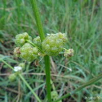 Limnophyton obtusifolium (L.) Miq.